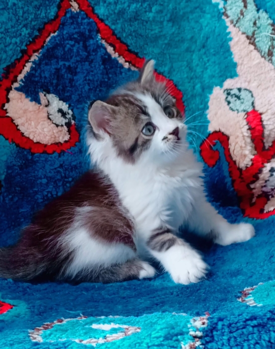 Siamois et d'autre chez just4you