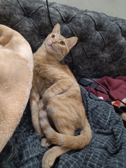 Chat pour adoption (pas pour vente)