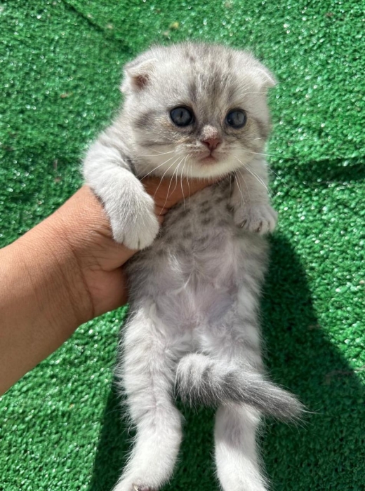 Scottish fold