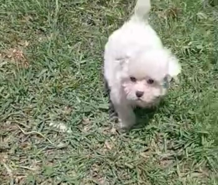 Vente d un petit chiot