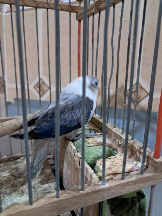 3 Inseparables Fisher dressage