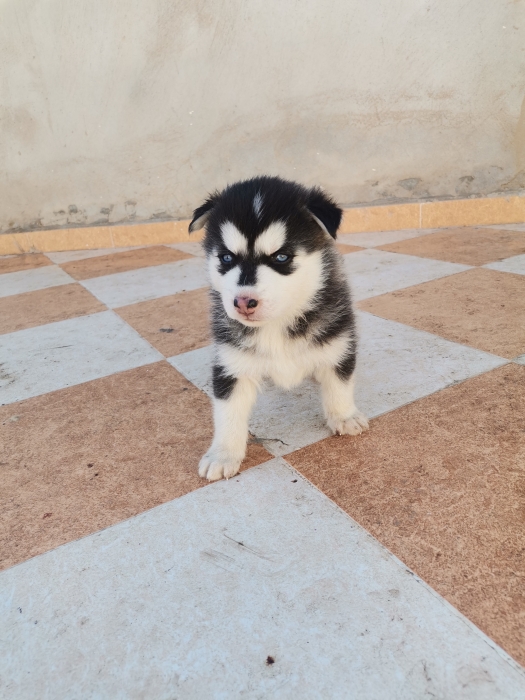 Chiots husky