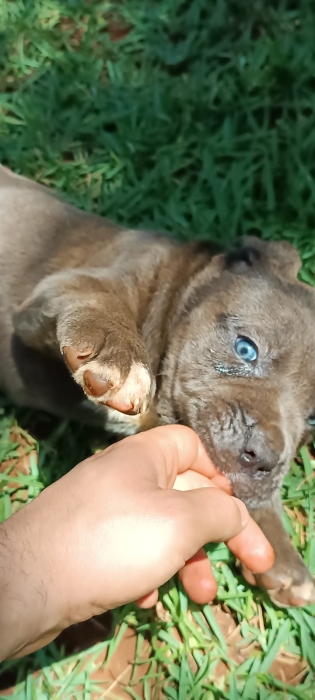 Chiots Cane corso 55 jours