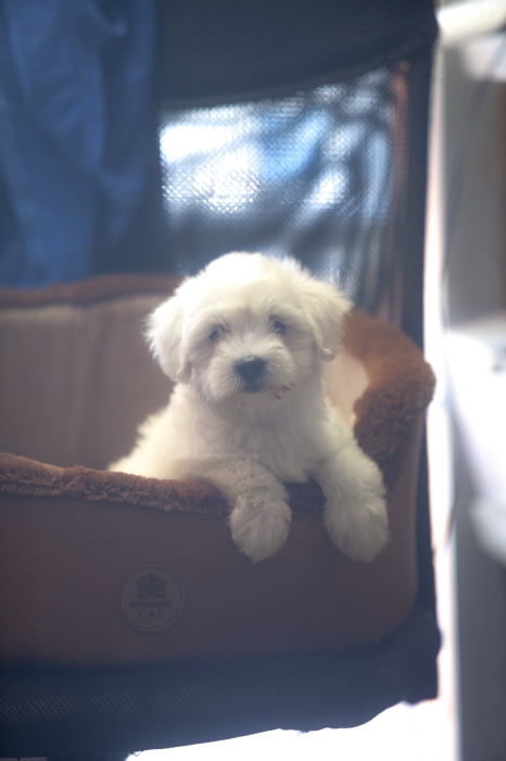 disponible chiots bichon maltais pur race