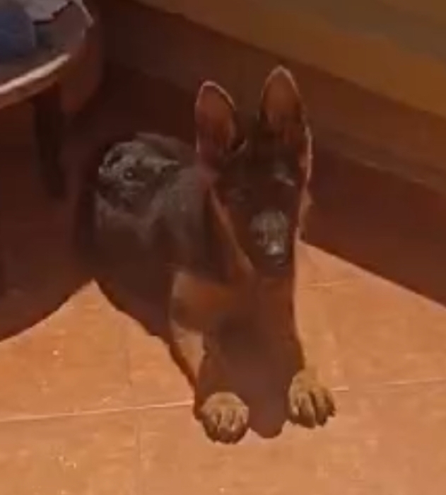 Berger allemand pedigree 5 mois