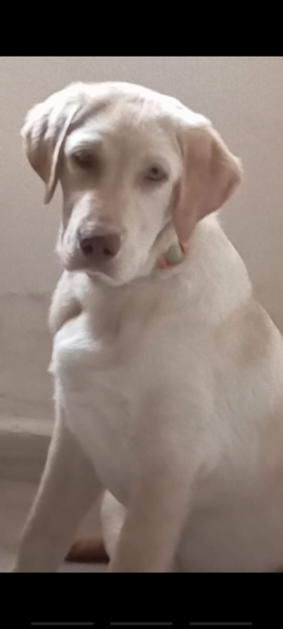 Labrador male yeux vert 1 an