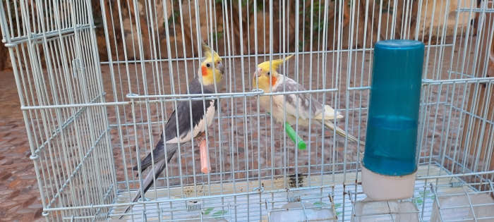 2 Calopsitte adultes