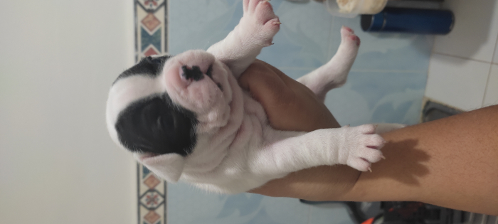 Bouledogue français bulldog français