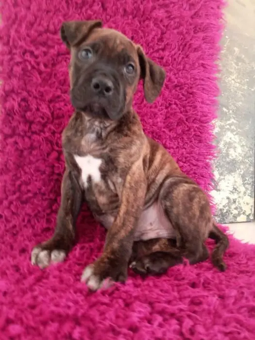 mal ane corso pur race age de 2 mois