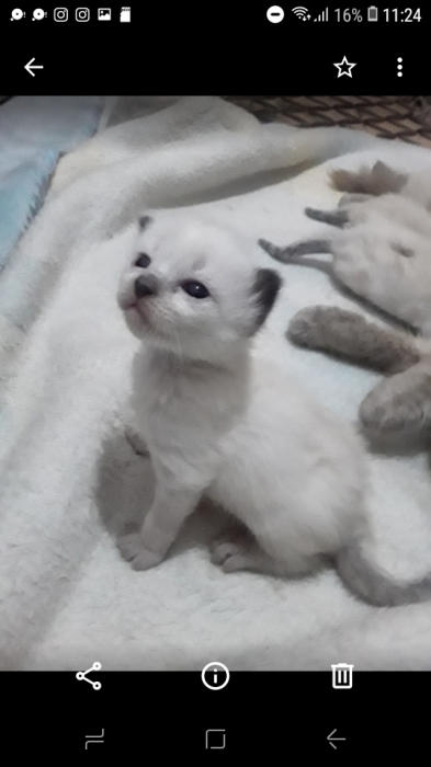 siamoa bermanie et hamalai 3 garcon 3 fille