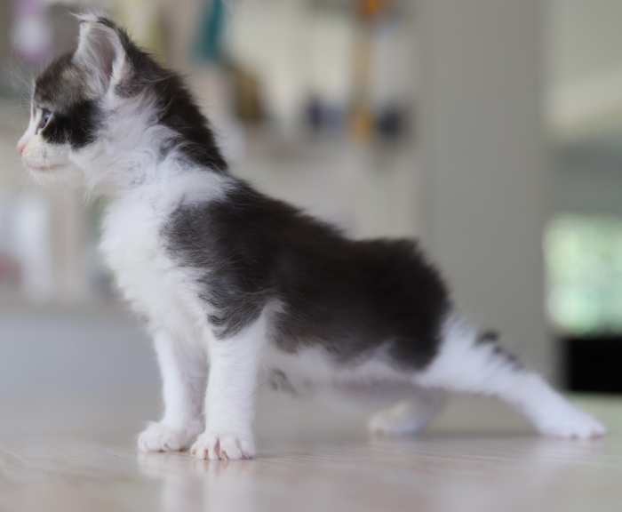 Male maine coon black and white pedigree wcf