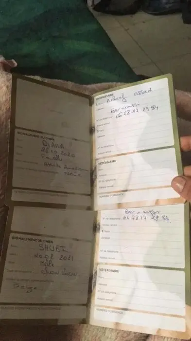 Je mets mon chien chawchaw chawski à bien santé