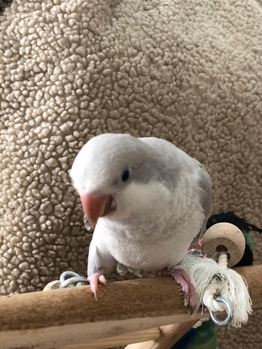 Quaker Gris Clair - Cobalt Pallid