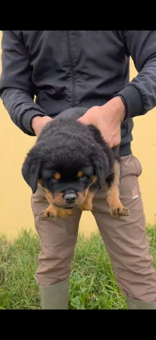 Magnifiques portée rottweiler avec pedigree
