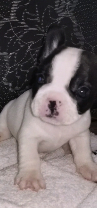Bulldog français