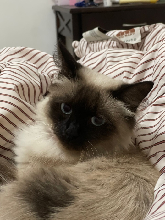 Himalayan Chat Blue yeux