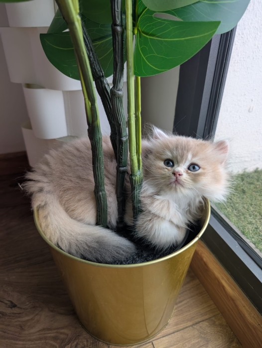 British Longhair cv11