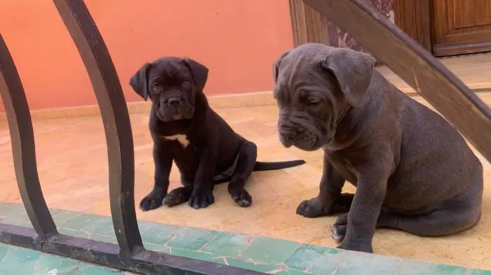 Cane corso à vendre