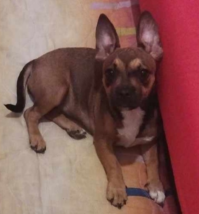 ChiPin ( moitié chihuahua moitié pinscher)