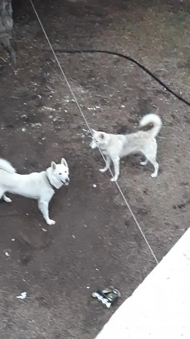 2 Husky pour adoption