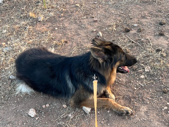 Berger allemand poil long