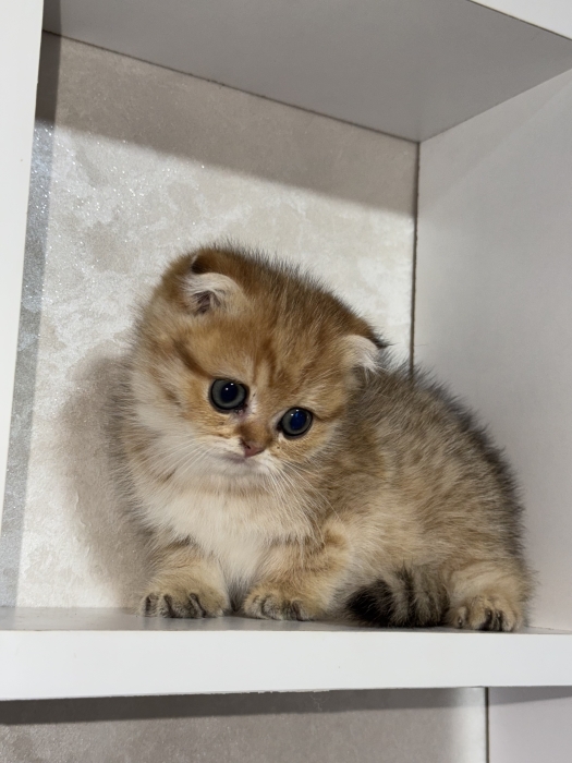 Scottish fold gold pédigrée