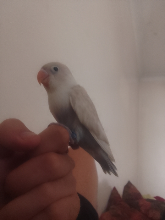 inseparable dressage