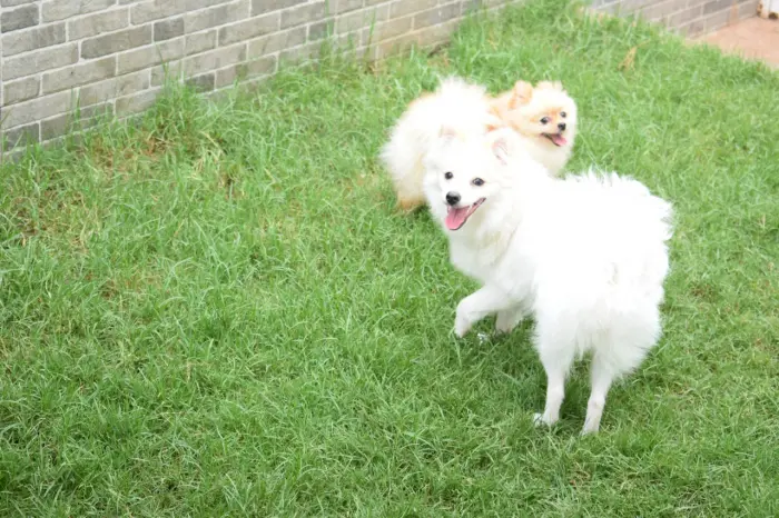 Spitz 1 an pour quelqu'un qui va l'aimer