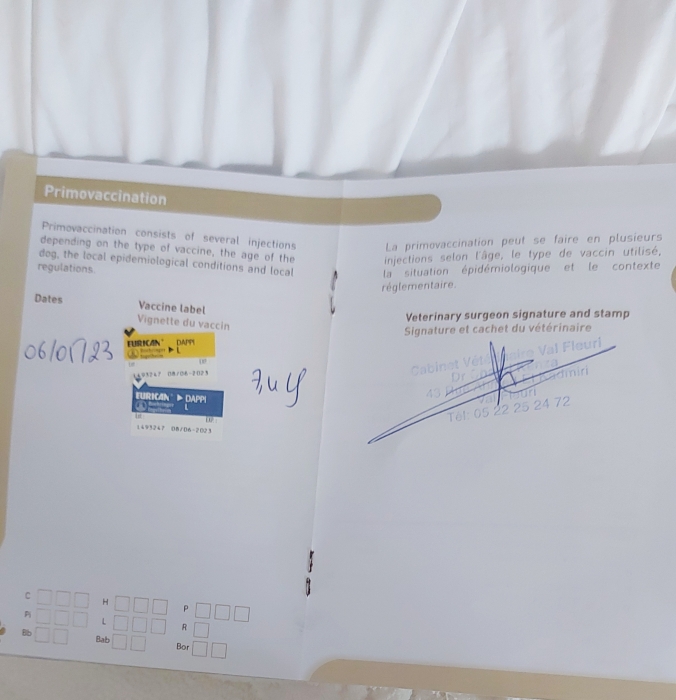 Chien labrador à vendre vacciné carnet vétérinaire