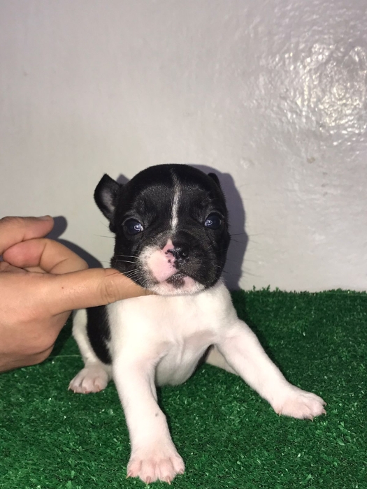 Bulldog français pure race