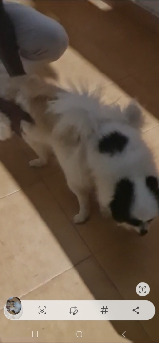 Spitz nain pomeranian