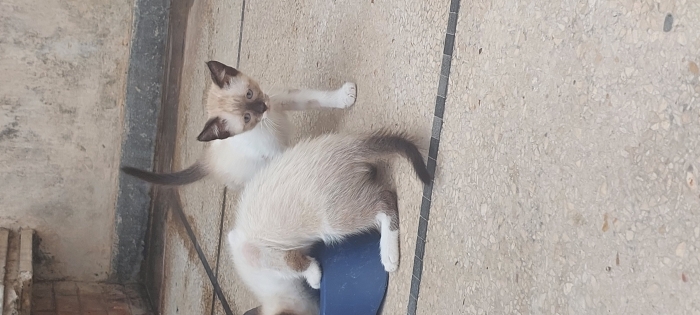 2 chatons siamois de 3 mois