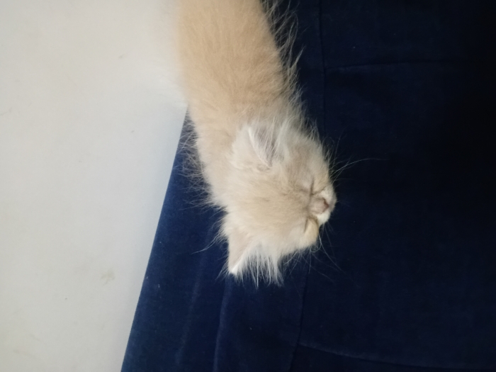 Chat persan presque 2 mois