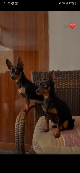 3 Pinschers nains + une portée en route