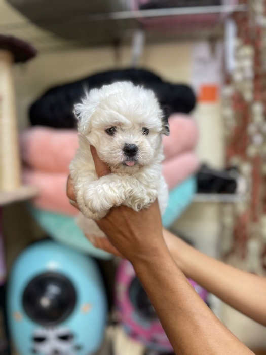 Chiots bichon havanais