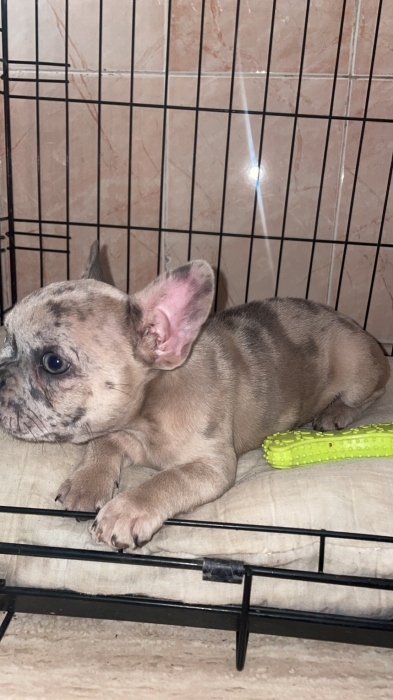 French bulldog exotic