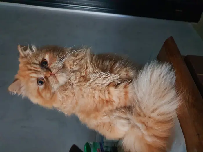 Chats Persans Imalaya pure race