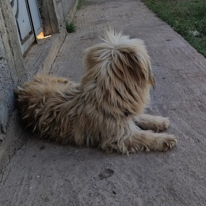 Bichon Havanais grand taille