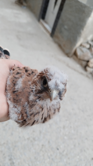 Oiseaux Faucon crécerelle