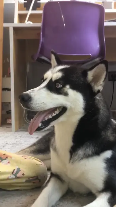 Husky sibérien femelle