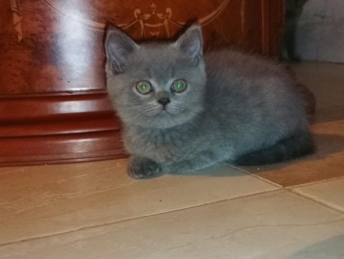 Chaton british gris