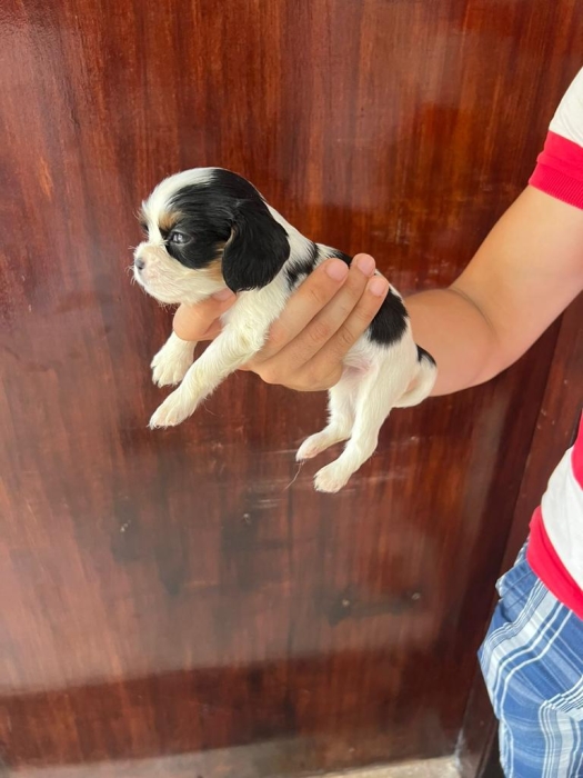 Cavalier King Charles