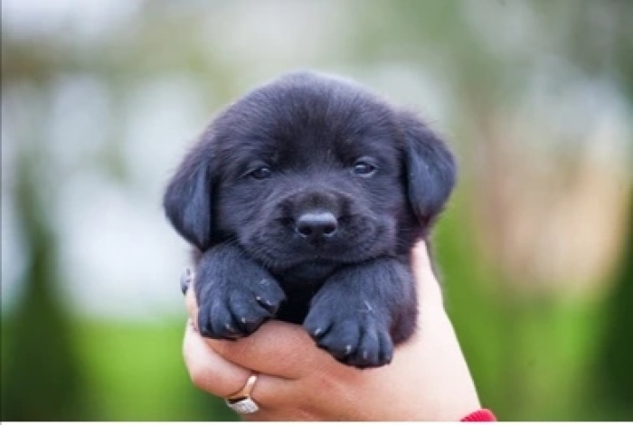 Labrador retriever