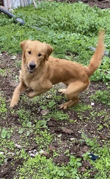 Très Belle femelle Golden Retriver très active 1 ans