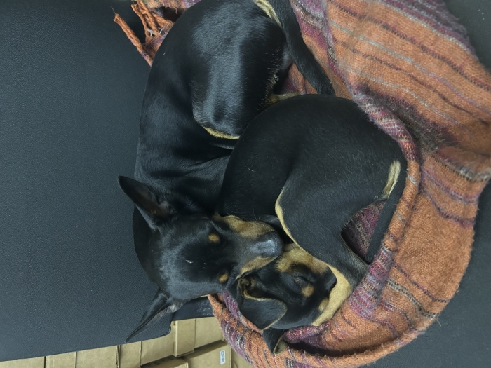 Pinscher nain femelle