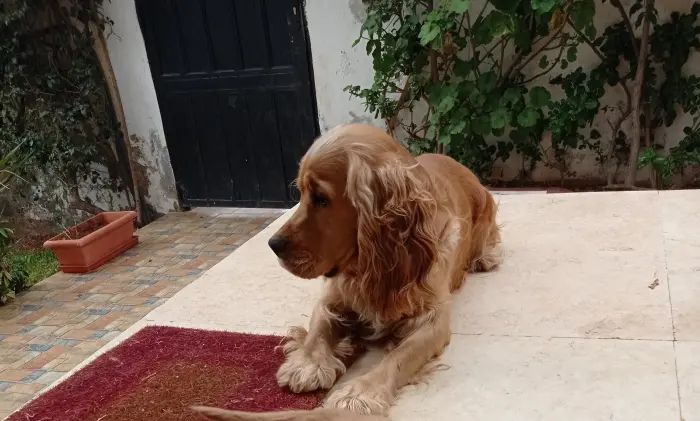 Cocker spaniel