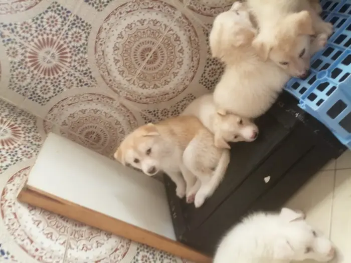 5 CHIOTS race chien loup X Huskey blanc