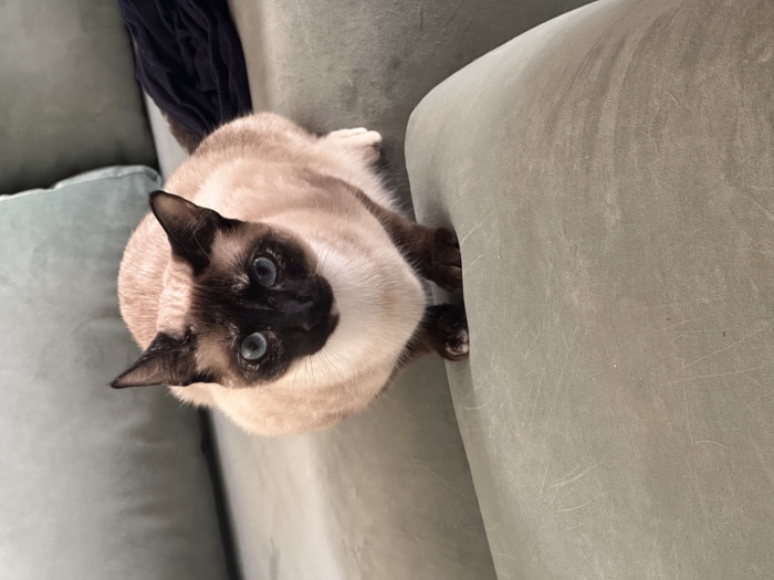 Siamois femelle stérilisée