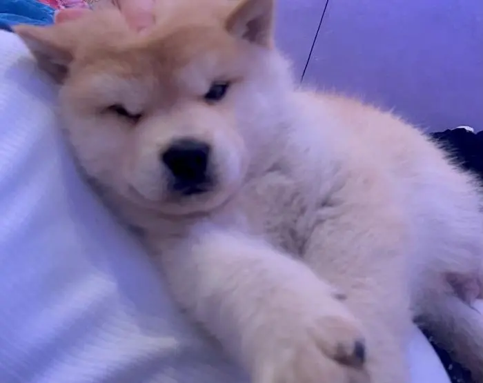 Chiot akita