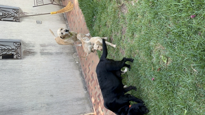 Adorables Chiots Labradors Pure Race